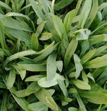 面条菜大量每天上货几万斤