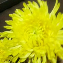 菊花茶一级