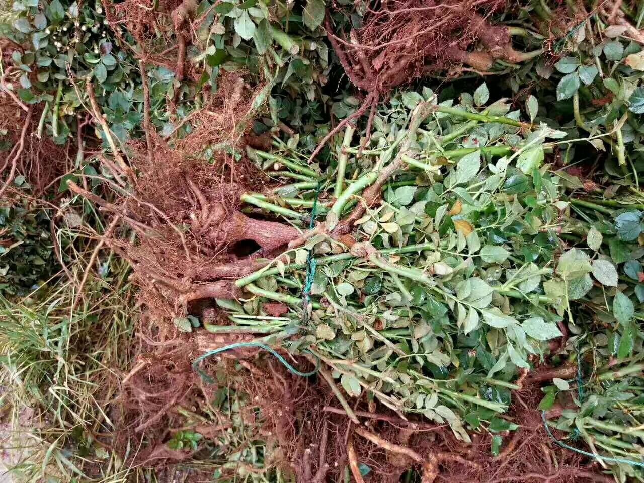 藤本月季根系特写