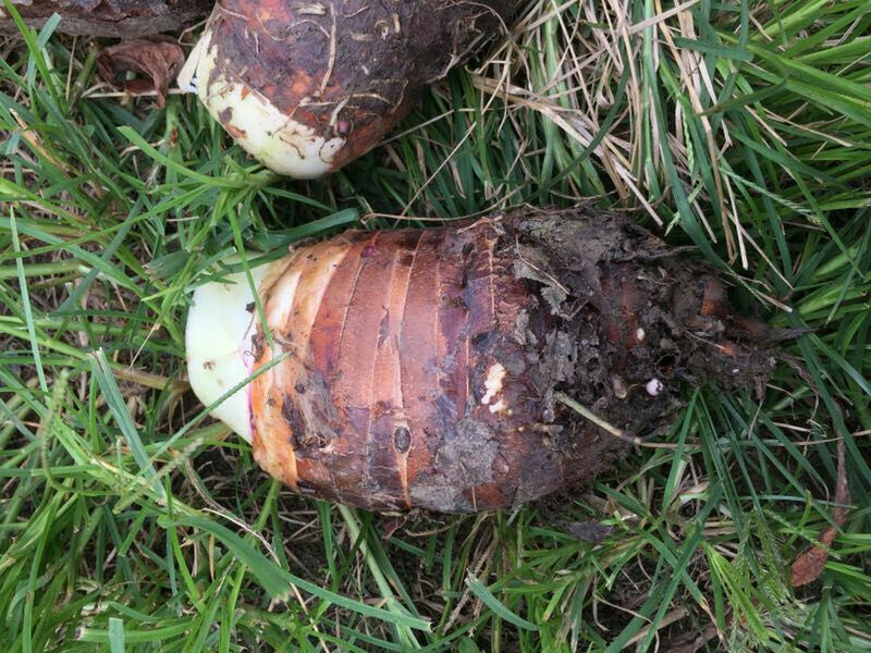 两名身穿传统布衣的农民正在广西荔浦的农田中合力挖掘一颗超大荔浦芋头,泥土翻飞,芋头根部裸露,体型明显大于普通芋头,周围是成片绿油油的芋田,远处可见喀斯特地貌山峦 农民在田间收获巨型荔浦芋头