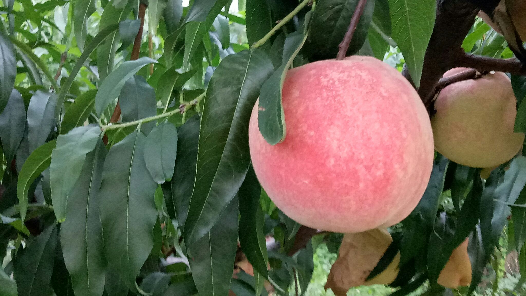 黄油桃成年结果树形态