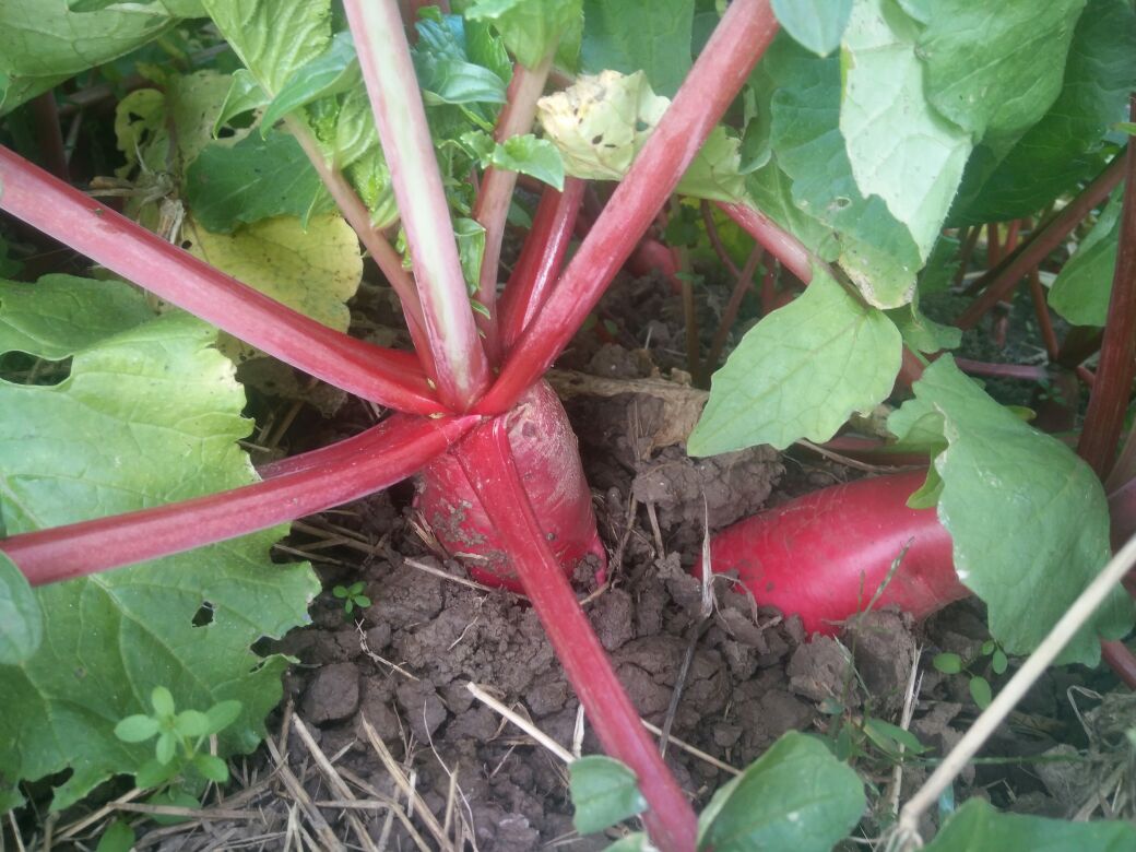 红皮萝卜与白萝卜田间生长实景图