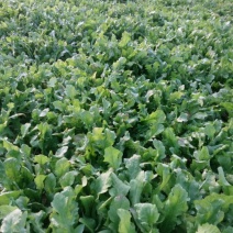 荠菜10cm以上