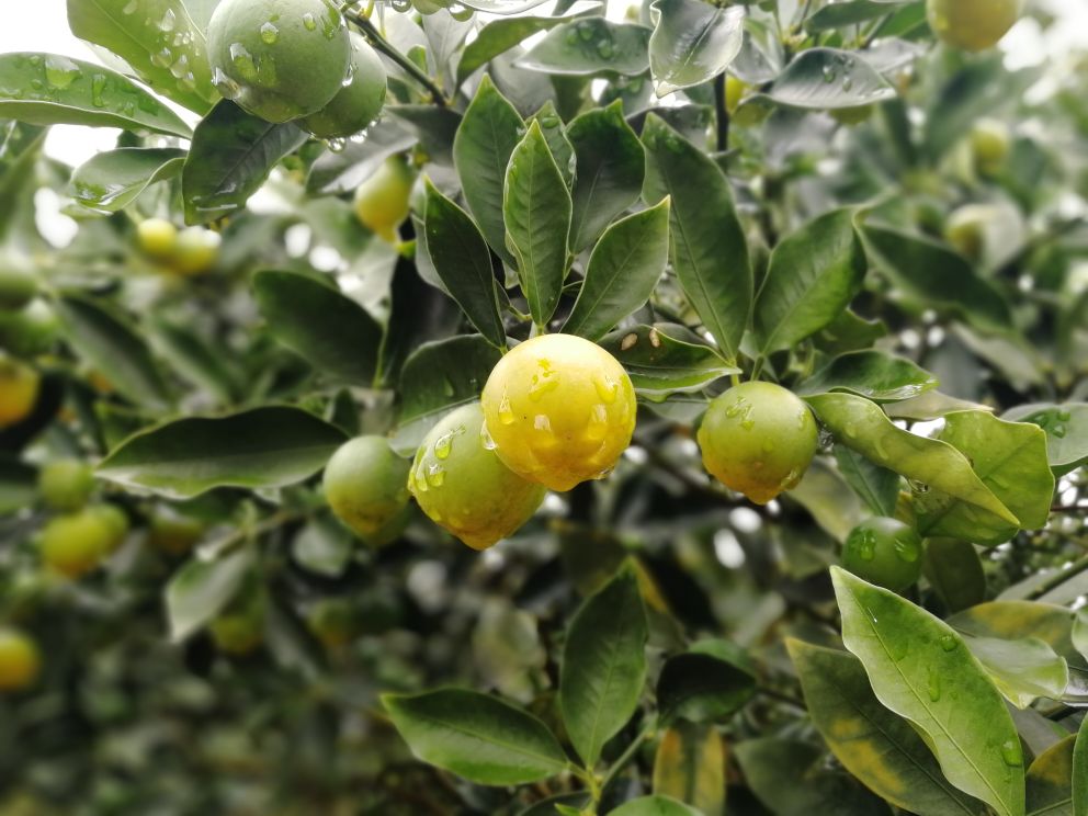 滑皮金桔特写展示