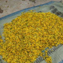 野菊花野生菊花