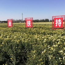 杭白菊散装