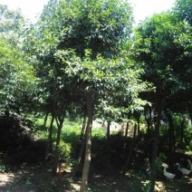大叶女贞10~12cm
