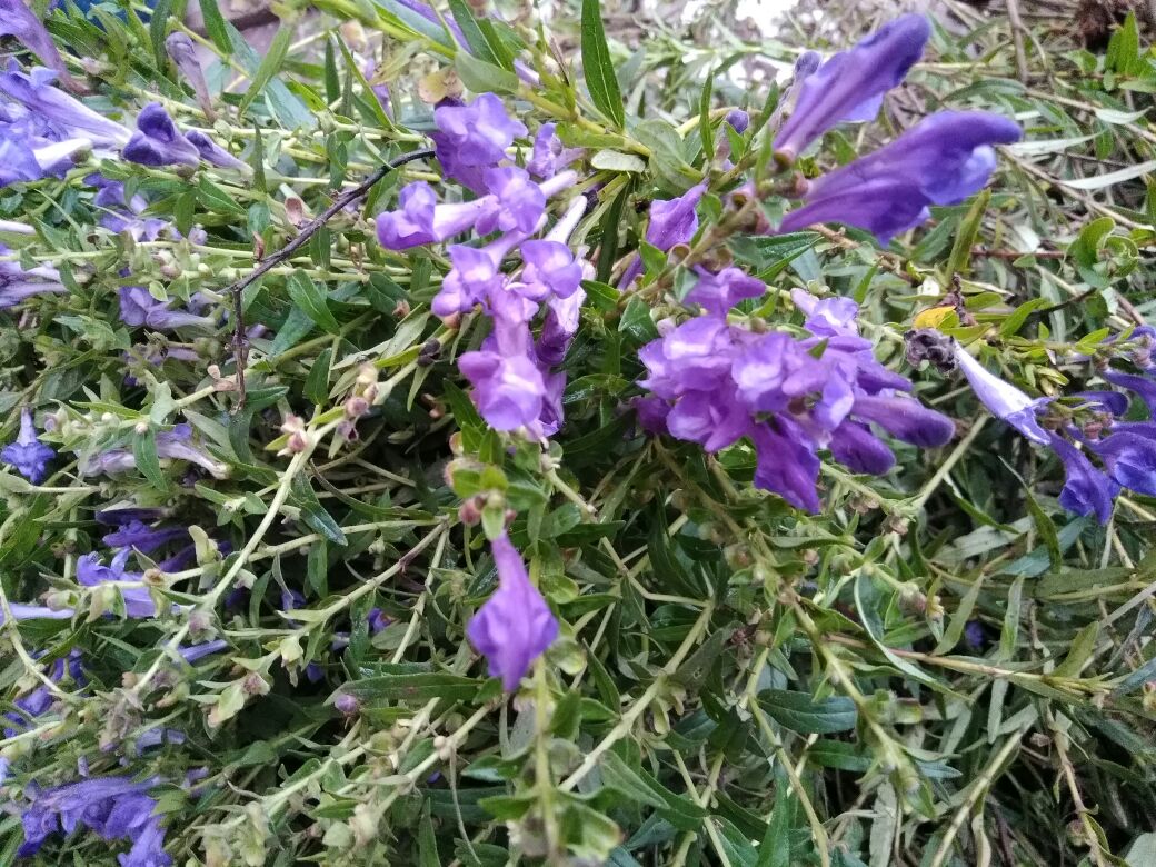 紫菀与野菊花对比图