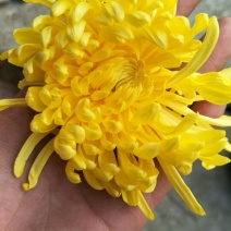 花茶特级