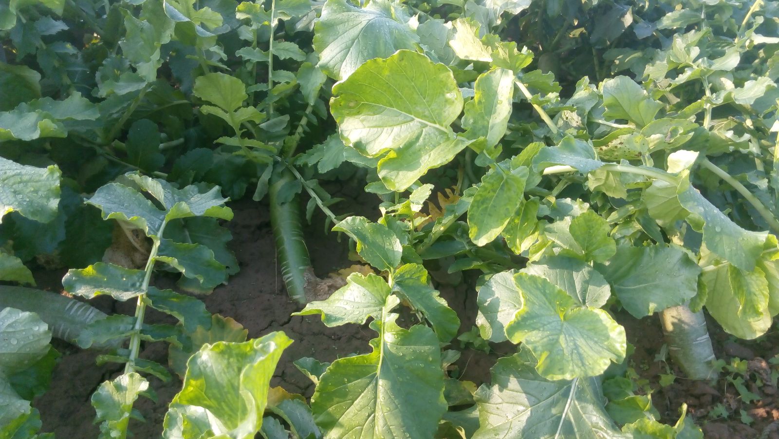 羊角蜜甜瓜种植田间管理