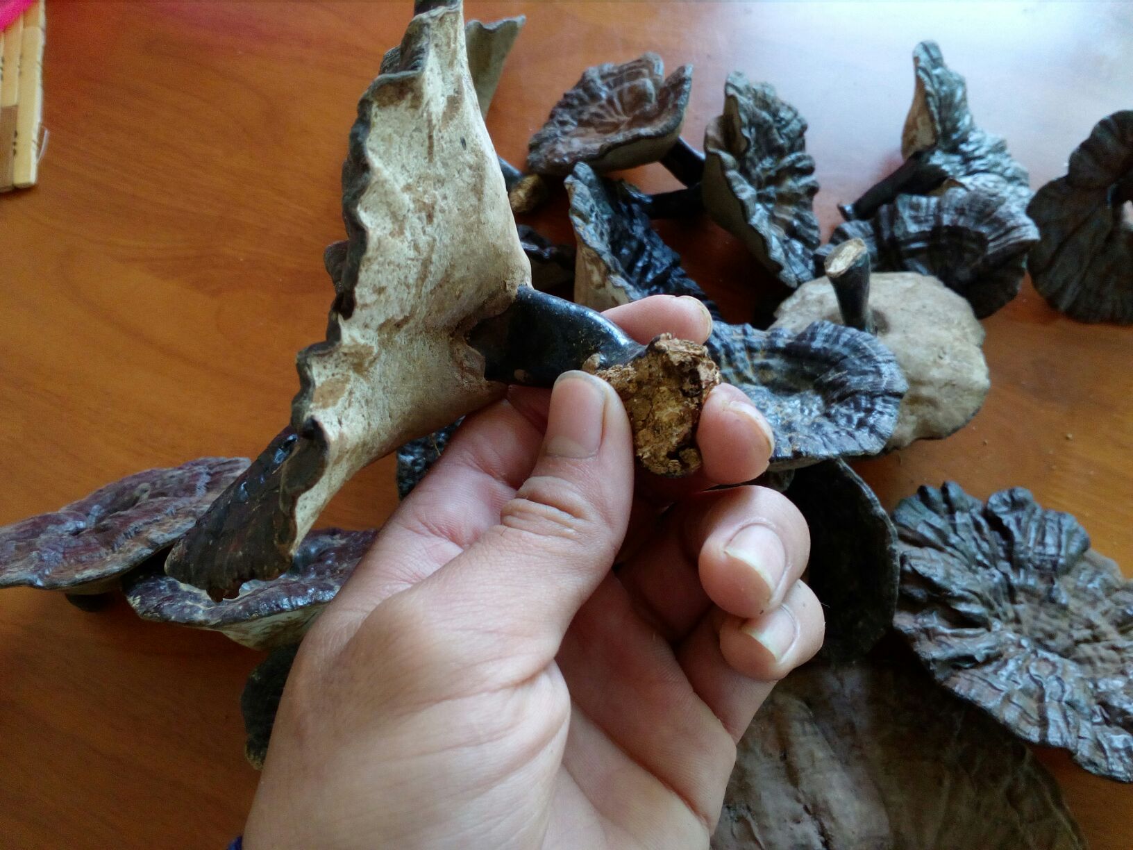 有柄黑灵芝干货与切片对比图