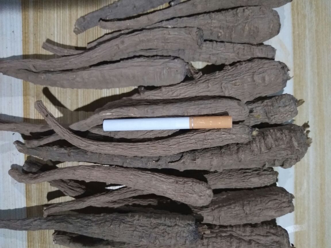白芷与主流香料实物尺寸对比图:清晰展示白芷根形态特征、破碎后颗粒状态及相对体积,辅助读者建立直观感官参照,避免误用过量 白芷与常见香料对比摆放图:左侧为完整白芷根(长8–12cm,直径1.5–2.5cm),中部为打碎白芷颗粒(粒径2–3mm),右侧为八角、桂皮、香叶参照物,背景为白色陶瓷盘,自然光拍摄