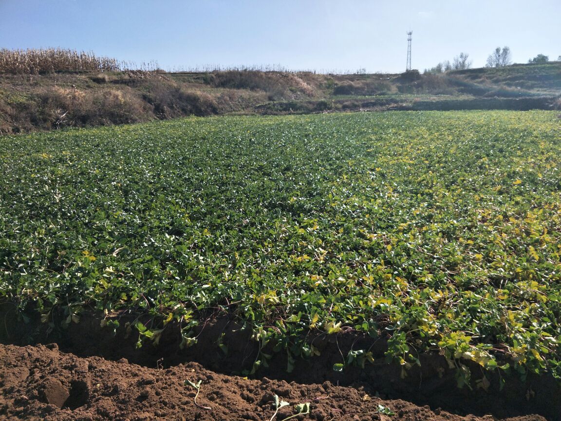 沙参属植物野外群落景观