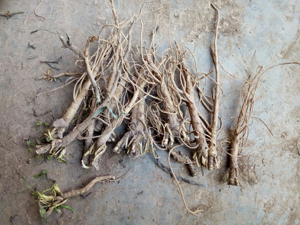 北柴胡植株特写