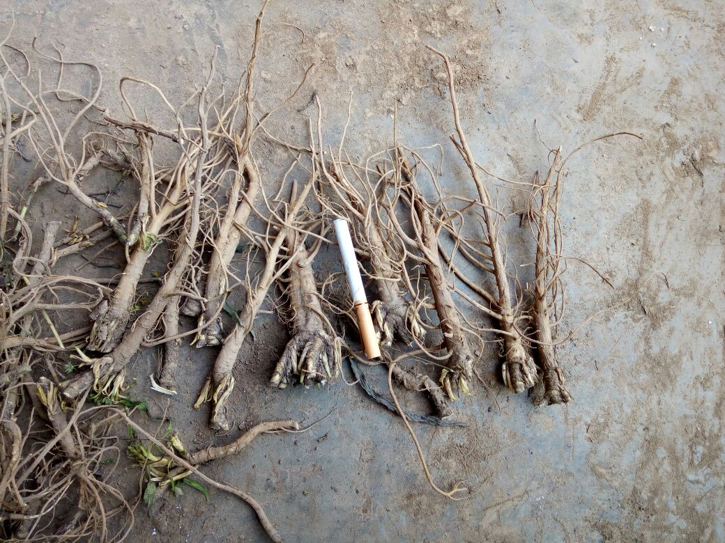 一株生长中的北柴胡植物,显示其直立茎秆、狭长叶片和顶端伞形花序,背景为干燥山坡环境,植株高度约30-60厘米,茎部有明显节段 北柴胡植株整体形态