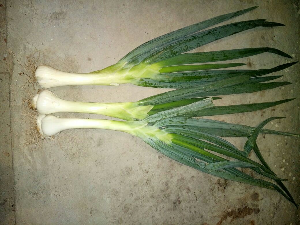 一名厨师正在操作台上使用锋利的刀具对带皮鸡腿进行去骨处理,旁边摆放着已切成斜段的大葱,白茎与绿叶分离置于两个小碗中,背景为整洁的厨房环境 鸡腿去骨切块与大葱斜切过程