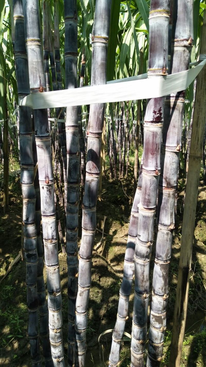 水南白蔗,白蔗(第3页)_大山谷图库
