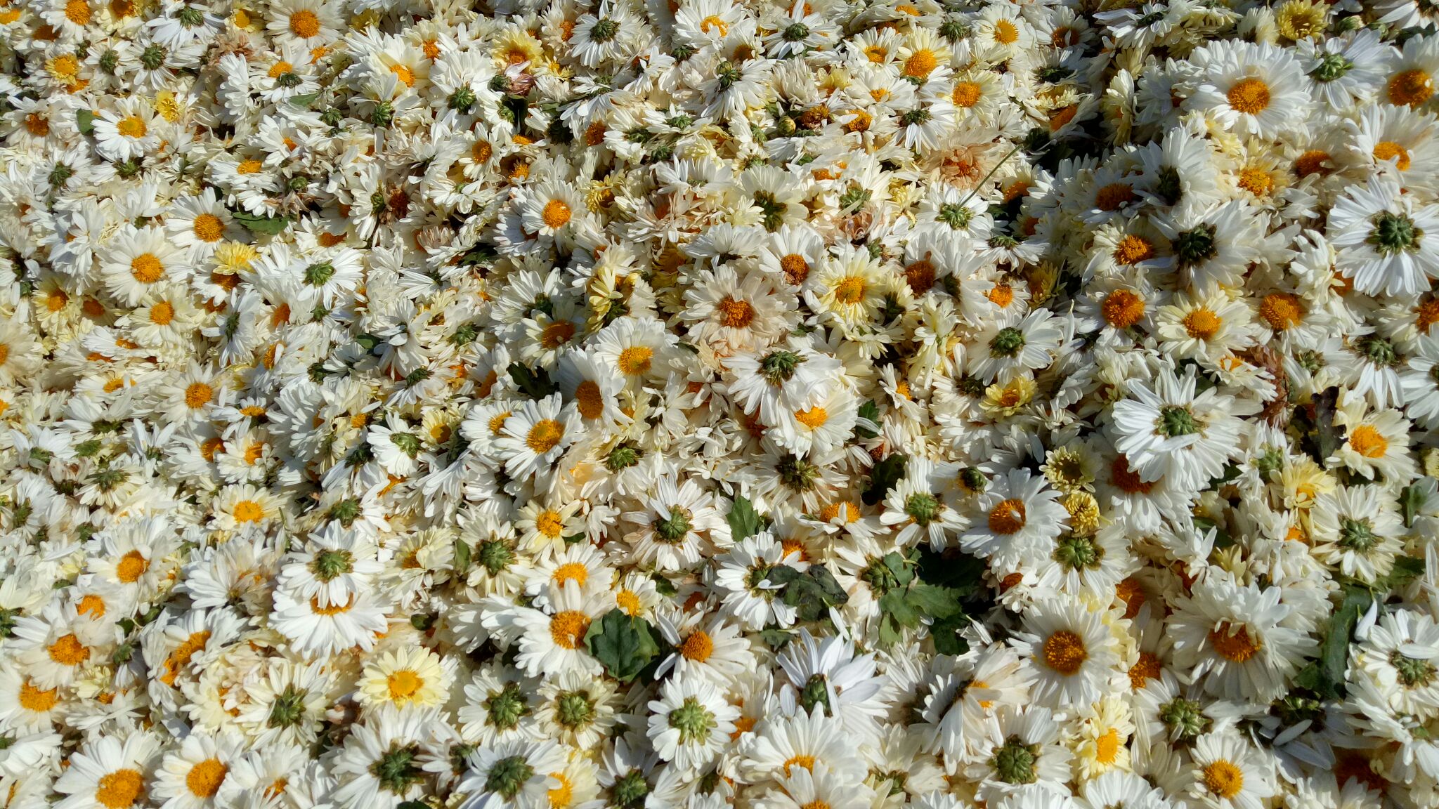 杭白菊与雪菊冲泡汤色对比图