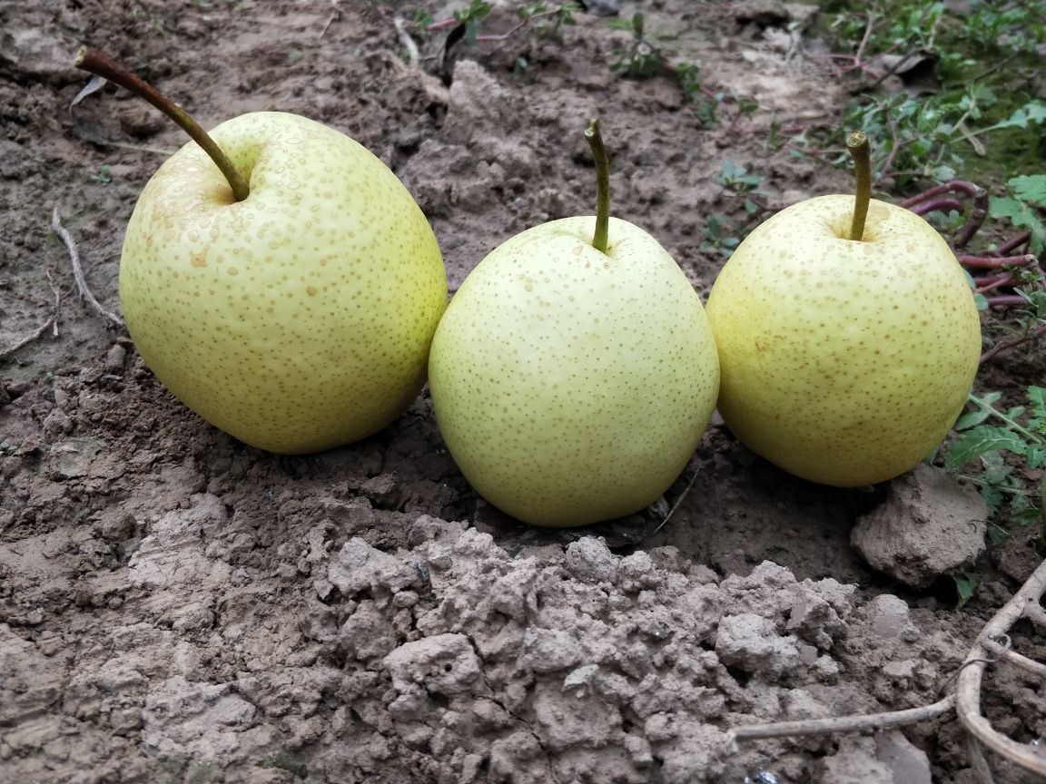 库尔勒香梨与雪花梨外观对比图