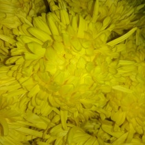 菊花茶二级