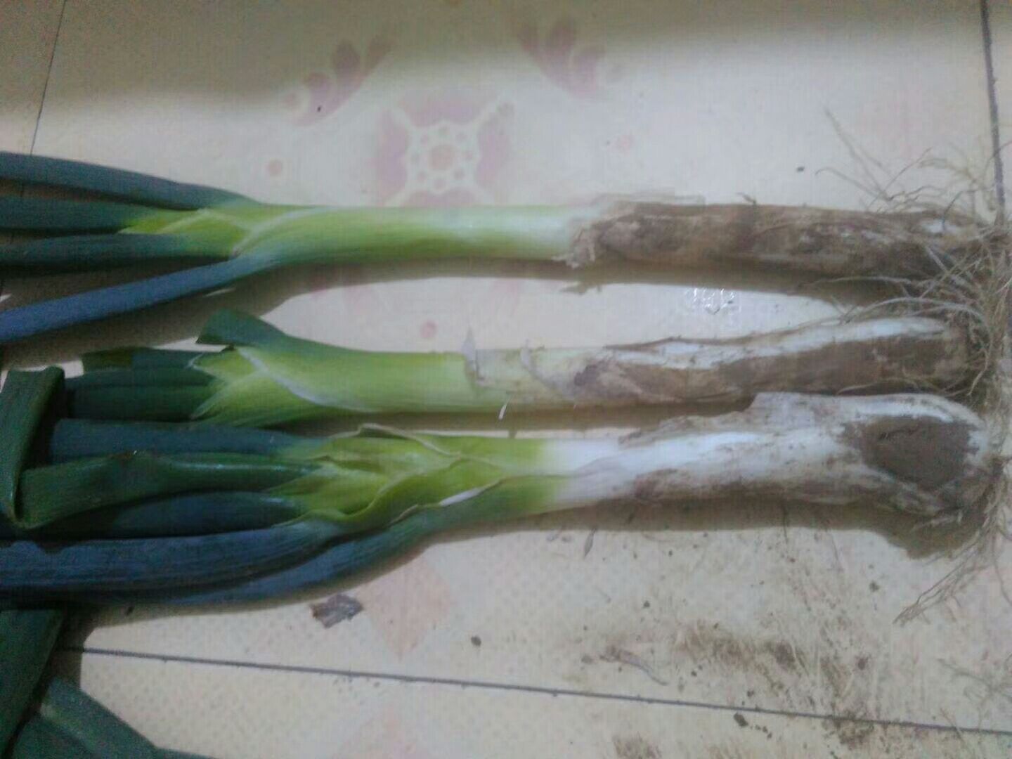 一张清晰的大葱纵向剖面图,展示其根部、假茎(白色部分)、绿叶三大部分;根部呈须状,假茎粗壮饱满,形似鸡腿,背景为木质砧板,旁边放置一把不锈钢厨刀,用于说明可食用部位 大葱结构解剖图