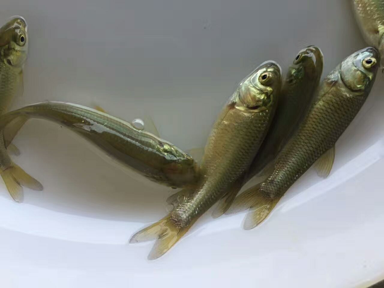 铺蒿子杆垫底