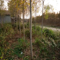 柳树种条2.5~3m
