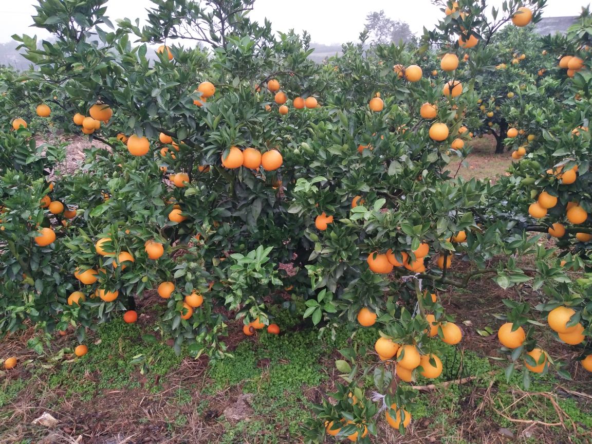 金堂脐橙果园实景,展示成熟果实挂枝的场景 金堂脐橙果园实景