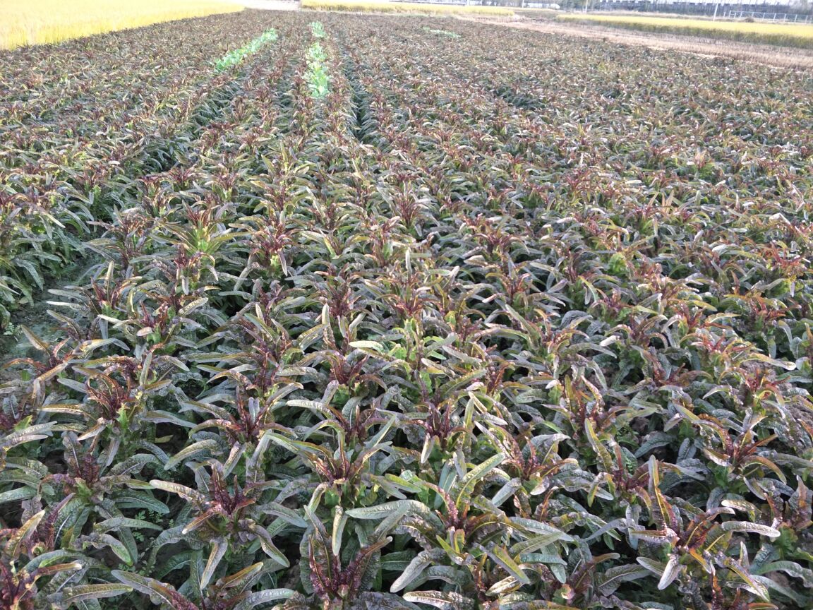 山莴苣人工栽培示范基地航拍图