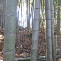 绿竹5~6m