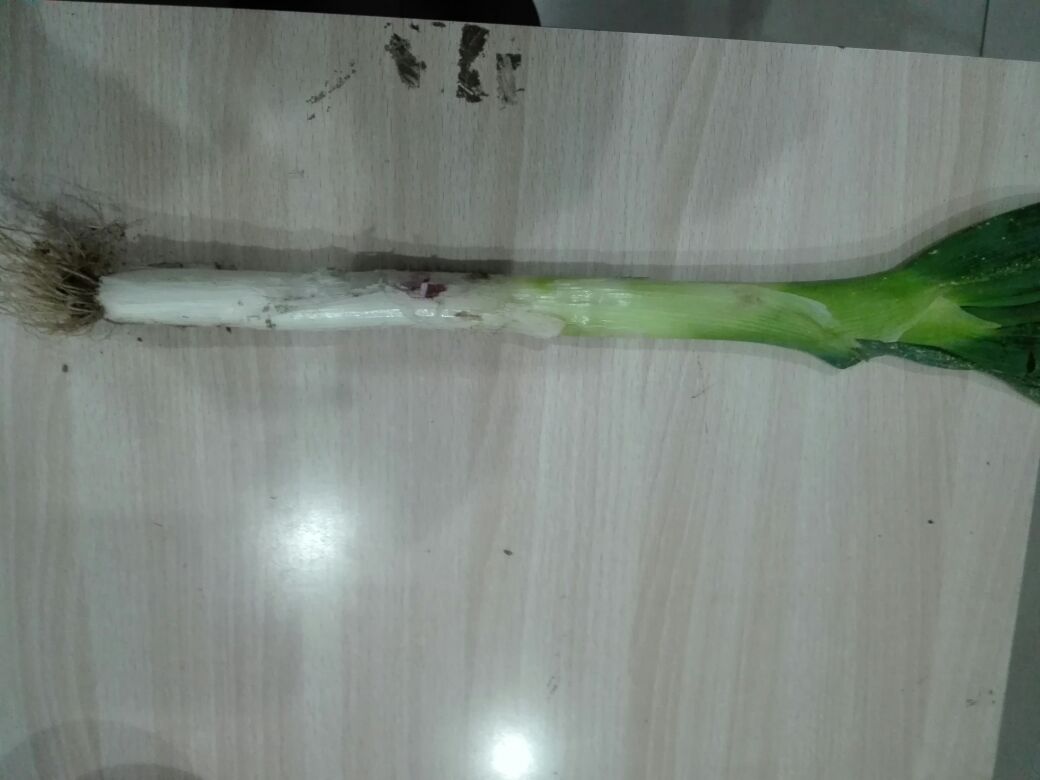 鸡腿大葱特写展示其饱满的葱白和翠绿的叶片 鸡腿大葱特写