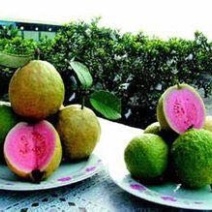 红宝石芭乐苗