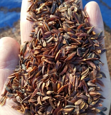 [丁香种子批发]紫丁香种子 95%以上价格25.00元/斤 - 一亩田