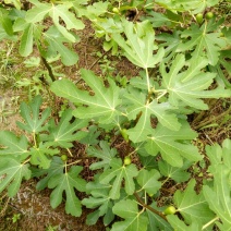 无花果树50~80cm