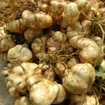 凉薯500~1000g