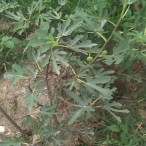 无花果苗50~80cm