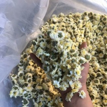 黄山贡菊
