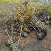 梨树6~8cm2.5~3米