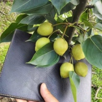 梨树8~10cm3.5~4米
