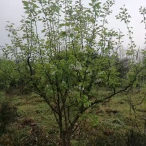 梨树10~12cm0.5米以下