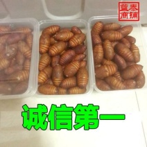 茧蛹