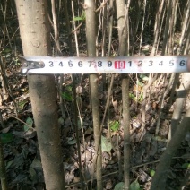 大叶女贞4cm以下