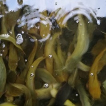 土鲶鱼食用