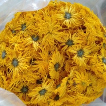 金丝皇菊茶一级