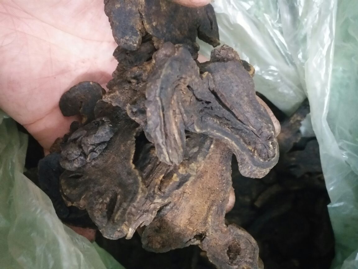 白术片药材特写