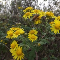 野菊花散装