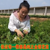 金银花1米以下