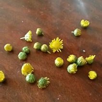 野菊花散装