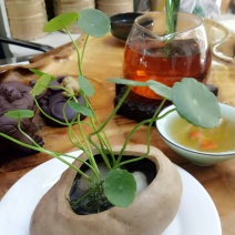 普洱茶一级
