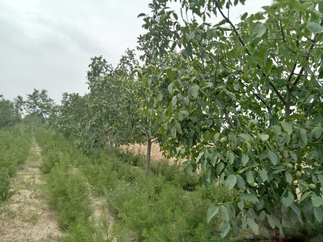 薄壳核桃种植基地